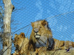 Tiergarten Schönbrunn am 27.01.2026